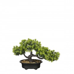 Bonsai Pin En Pot  Vert...