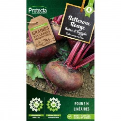 Betterave Noire d'Egypte