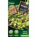 Pourpier doré à salade