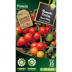 Tomate Cerise Sweet Baby