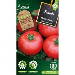 Tomate Saint-Pierre 