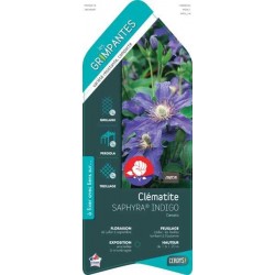 CLEMATIS Saphyra Indigo®...