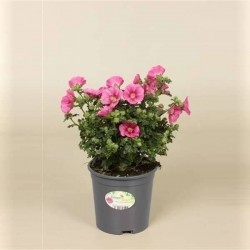 ANISODONTHEA H25 P14