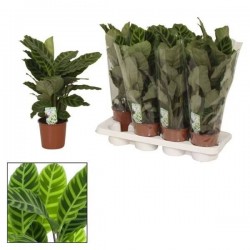 CALATHEA zebrina H50 P14
