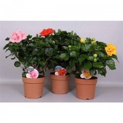 HIBISCUS fiori Grande H55 P21