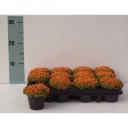 Nertera orange h10-p8