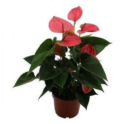 ANTHURIUM sweetdream Pink...