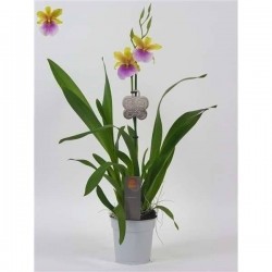 MILTONIA sunset 1TG H50 P12