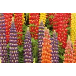 Lupinus russell c6l