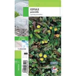 LEPTINELLA potentillina C1L...