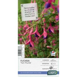 FUCHSIA 'Tom Thumb' C2L-RC...