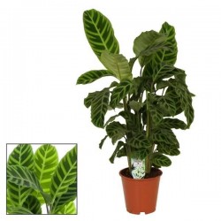 CALATHEA zebrina H80 P19