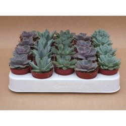 ECHEVERIA H7 P5.5