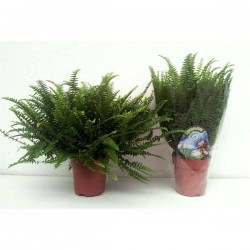 NEPHROLEPIS green Lady H35 P12