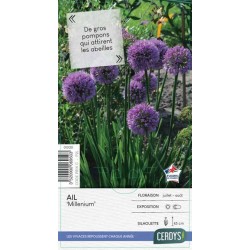 ALLIUM 'Millennium' mauve...