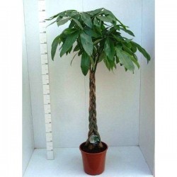 PACHIRA TG-TRESS H150 P27