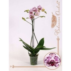 PHALAENOPSIS mondriaan...
