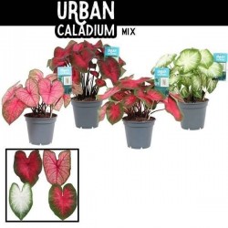 Caladium h40-p17