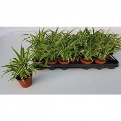 CHLOROPHYTUM H25 P9