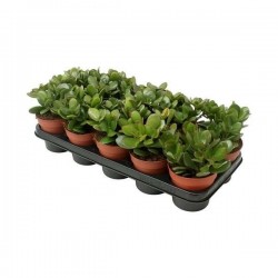 CRASSULA ovata H18 P12