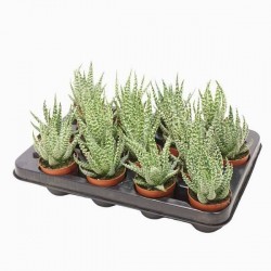 Aloe humilis h17-p7