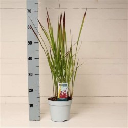 Imperata cylindrica red...