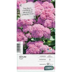 SEDUM spectabile 'Carl'...