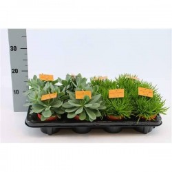 SENECIO H15 P10.5