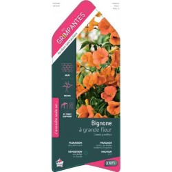 CAMPSIS grandiflora...