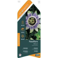 PASSIFLORA caerulea...
