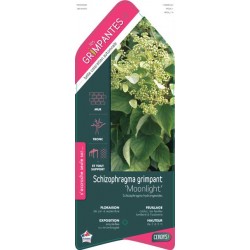 SCHIZOPHRAGMA hydrangeoides...