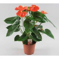 ANTHURIUM andreanum Orange...