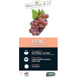 VIGNE 'Chasselas Rose' C3L...