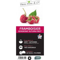 FRAMBOISIER 'Autumn First'®...