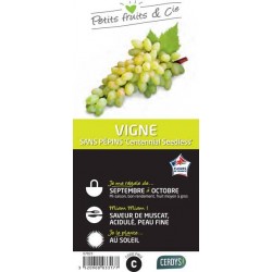 VIGNE 'Centennial Seedless'...