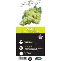VIGNE 'Exalta' C1.5L PETITS...