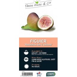 FIGUIER 'Madeleine des Deux...
