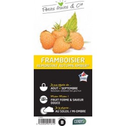 FRAMBOISIER 'Autumn Amber'®...