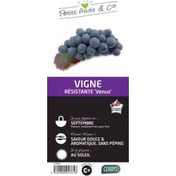 VIGNE 'Venus' C1.5L PETITS...
