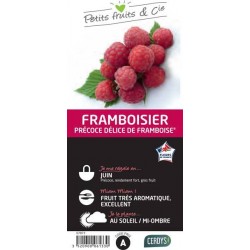FRAMBOISIER 'Delice de...