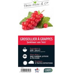 GROSEILLIER a grappes...
