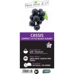 CASSISSIER 'Little Black...