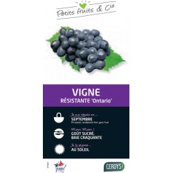 VIGNE 'Ontario' PALIS...