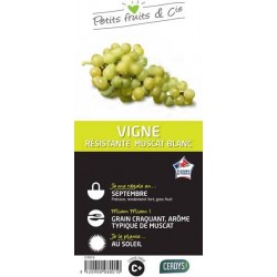 VIGNE 'Birstaler Muskat'...