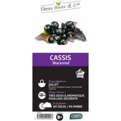 CASSISSIER 'Black'N'Red'...