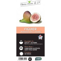 FIGUIER 'Madeleine des Deux...