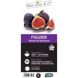 FIGUIER 'Ronde de Bordeaux'...