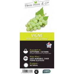 VIGNE 'Danuta' C1.5L PETITS...