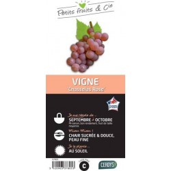 VIGNE 'Chasselas Rose'...
