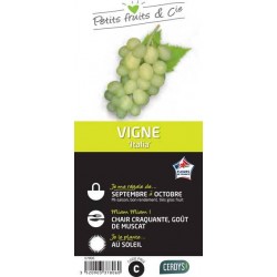 VIGNE 'Italia' C1.5L PETITS...